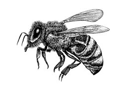 bee 1